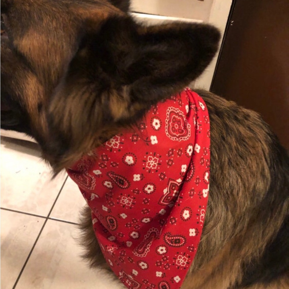 Dog Bandanna Size XLARGE